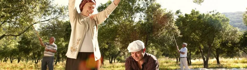 Villagers harvesting in an olive grove